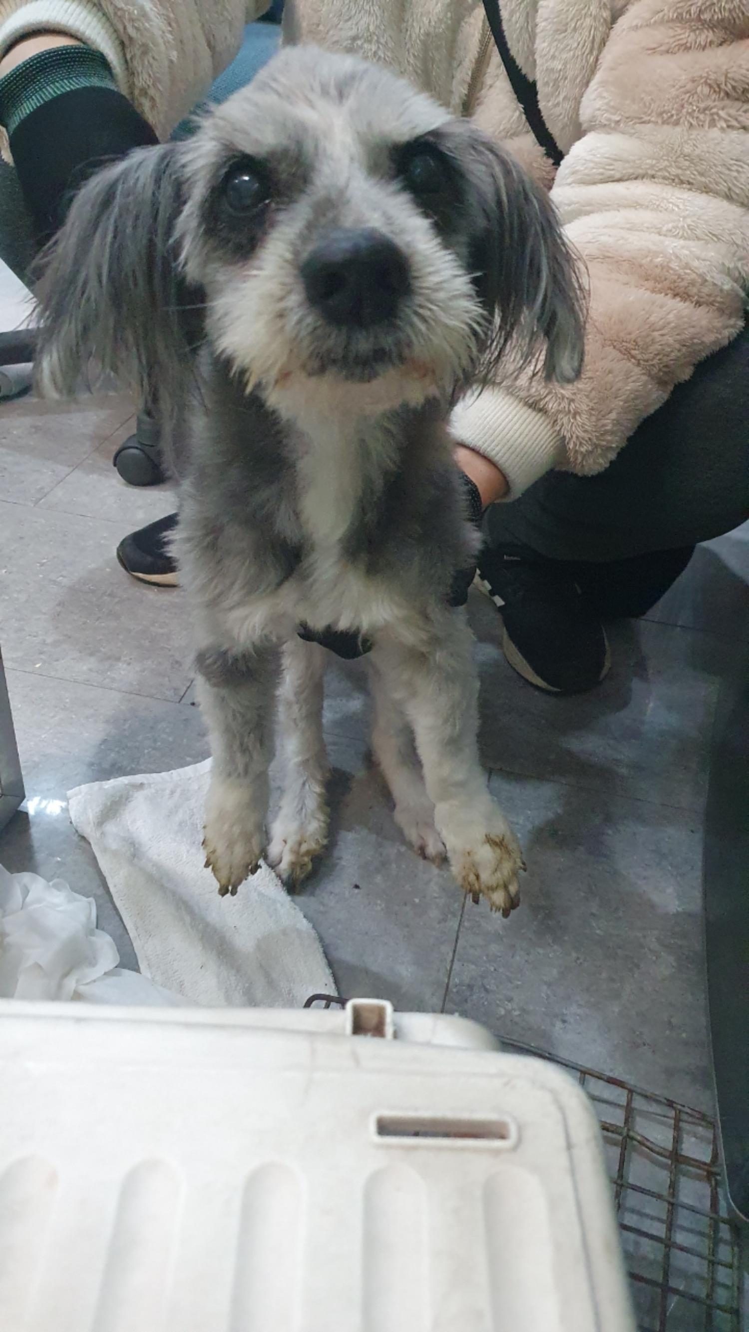 펫앤쉘터동물병원_441378202400025